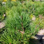 Borovica horská (Pinus mugo) ´MUGHUS´ – výška 10-20 cm, ⌀ 20-30 cm, kont. C3L